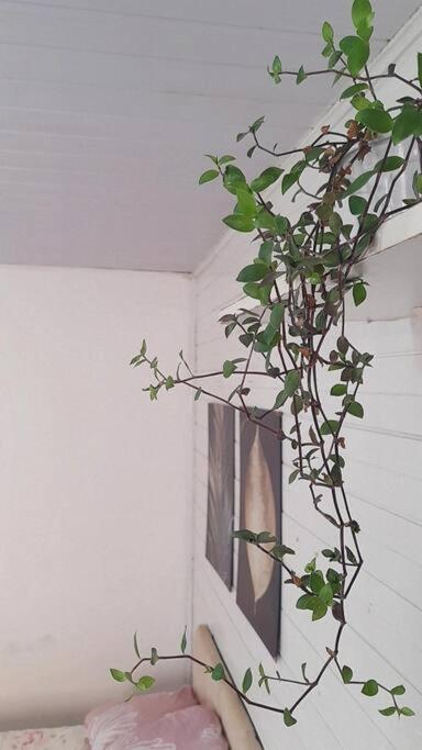 Florianópolis Townhousefloripa I Praia Do Mocambique Riovermelho מראה חיצוני תמונה